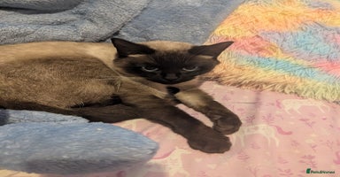 British Shorthair cats - Advert 8