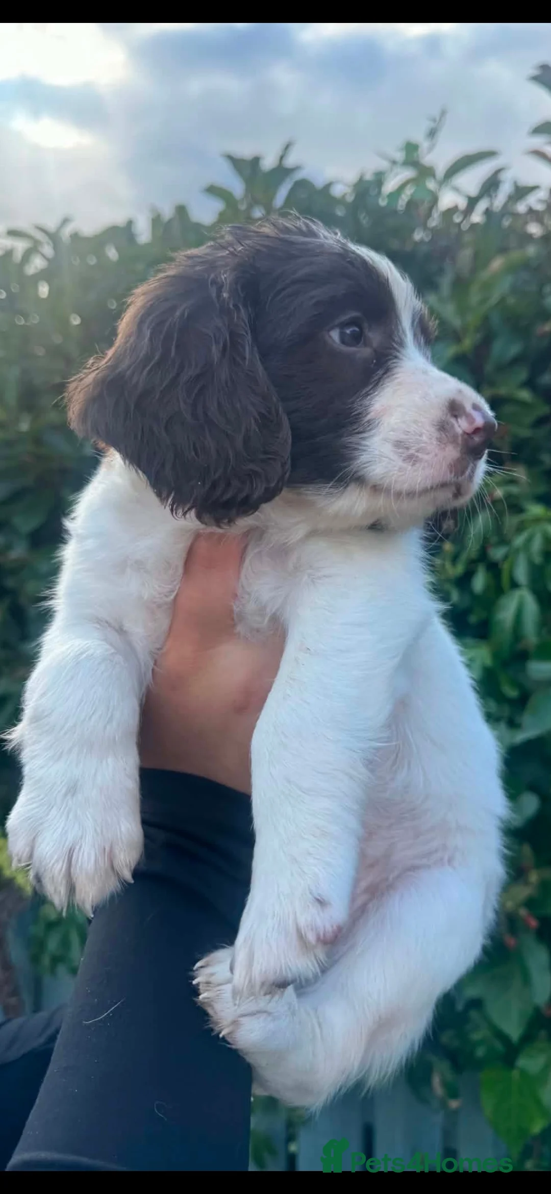 English Springer Spaniel dogs for sale: Springer spaniel pups - Advert 2