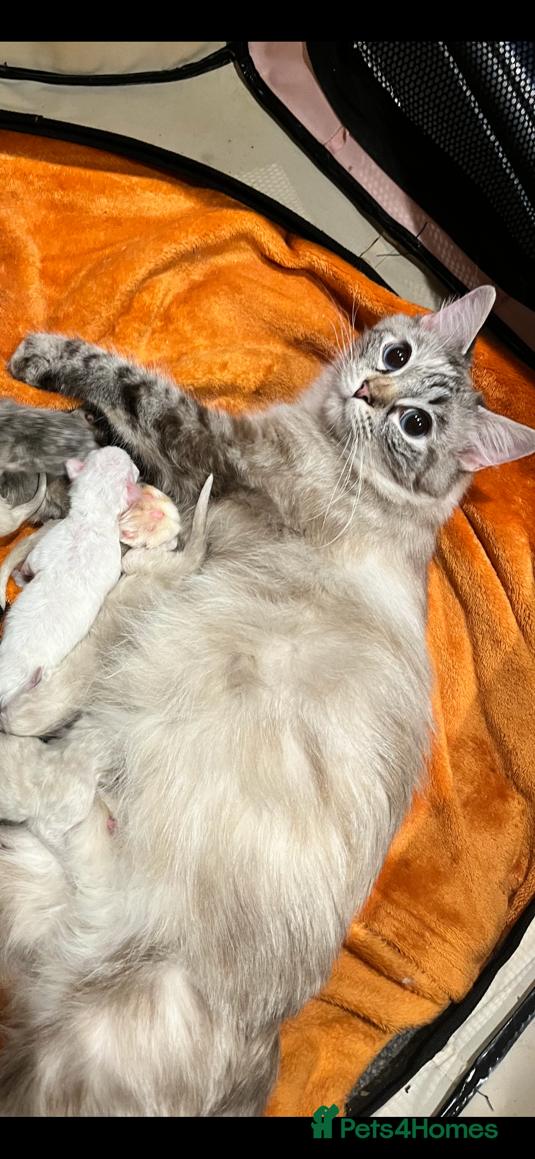 Ragdoll cats for sale: Last remaining flame point  - Advert 4