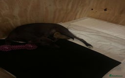 Italian Greyhound dogs for sale: **For Sale: Adorable Italian Greyhound Puppies!** - Image 7