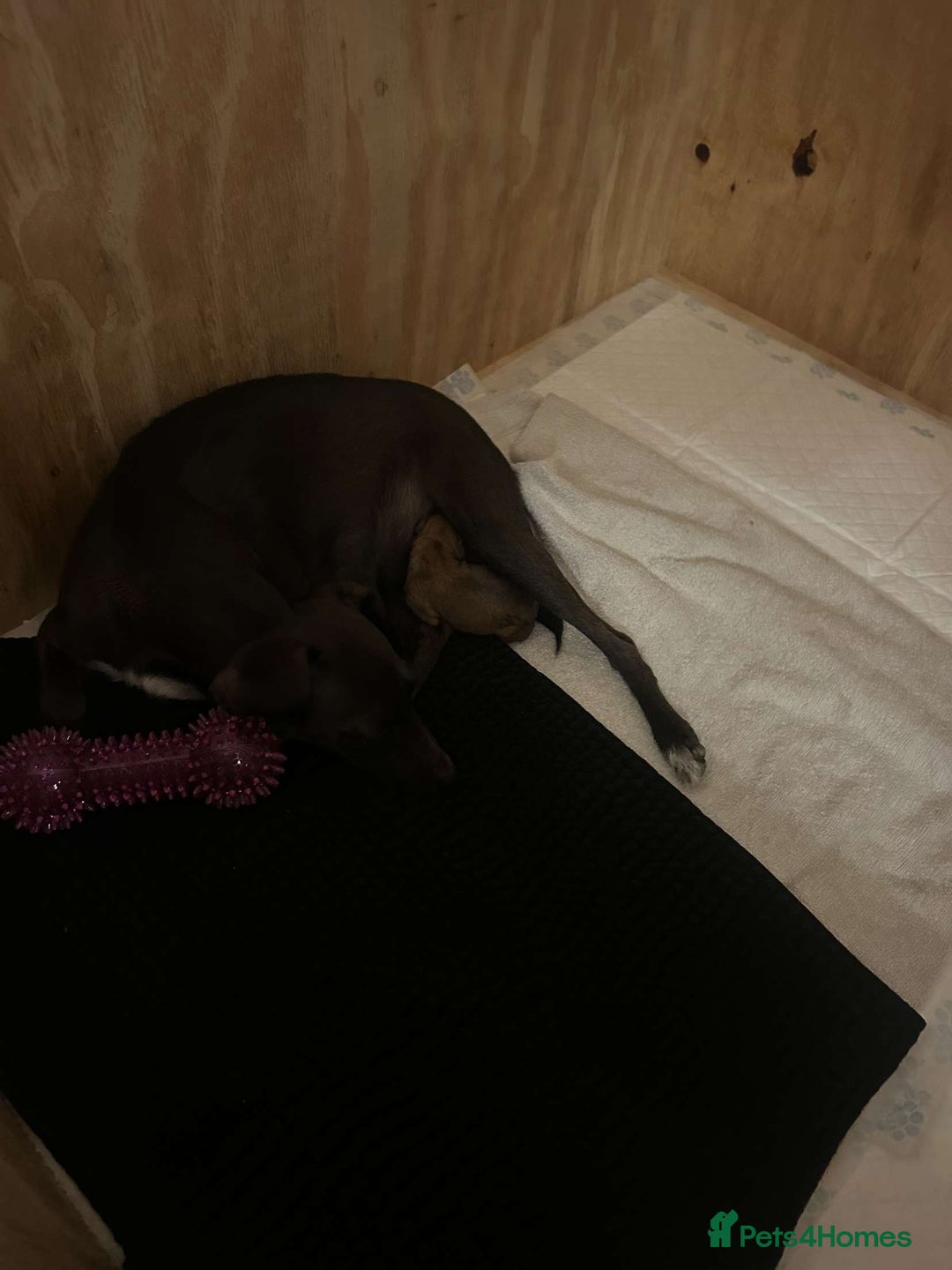 Italian Greyhound dogs for sale: **For Sale: Adorable Italian Greyhound Puppies!** - Image 7