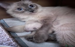 Ragdoll cats for sale: GCCF Ragdoll boy kittens - Advert 24