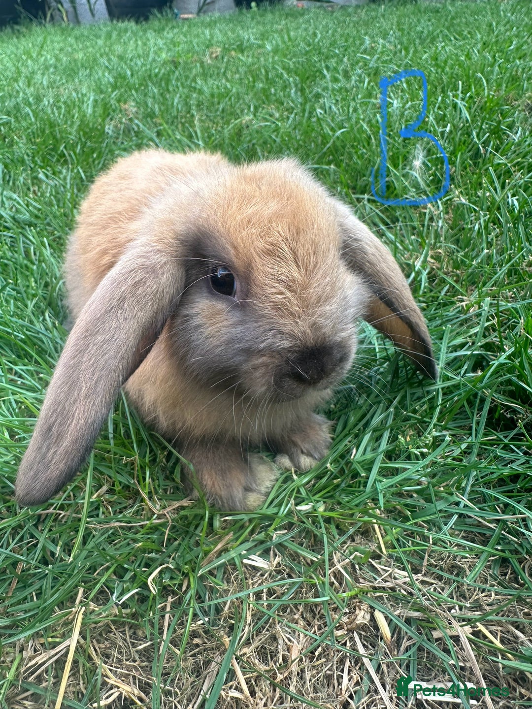 Mini Lop rabbits for sale: Mini Lop Rabbits For Sale  - Image 13