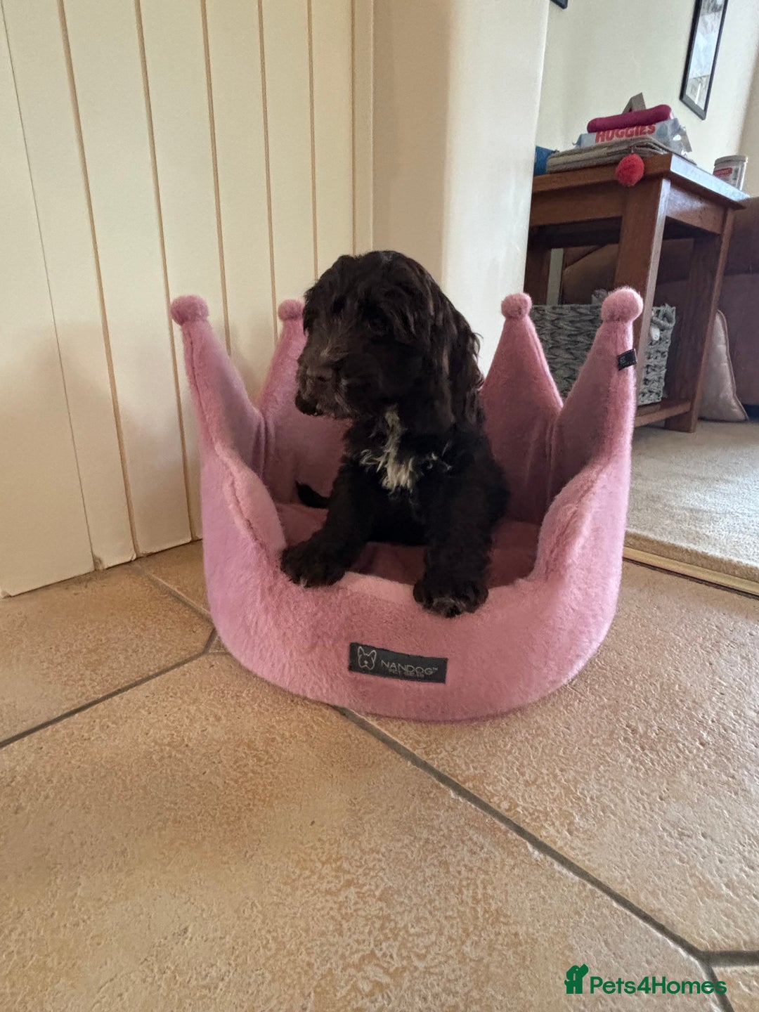 Cockapoo dogs for sale: ⭐️ Stunning Rare Coloured F1 Miniature Cockpoos ⭐️ - Image 4