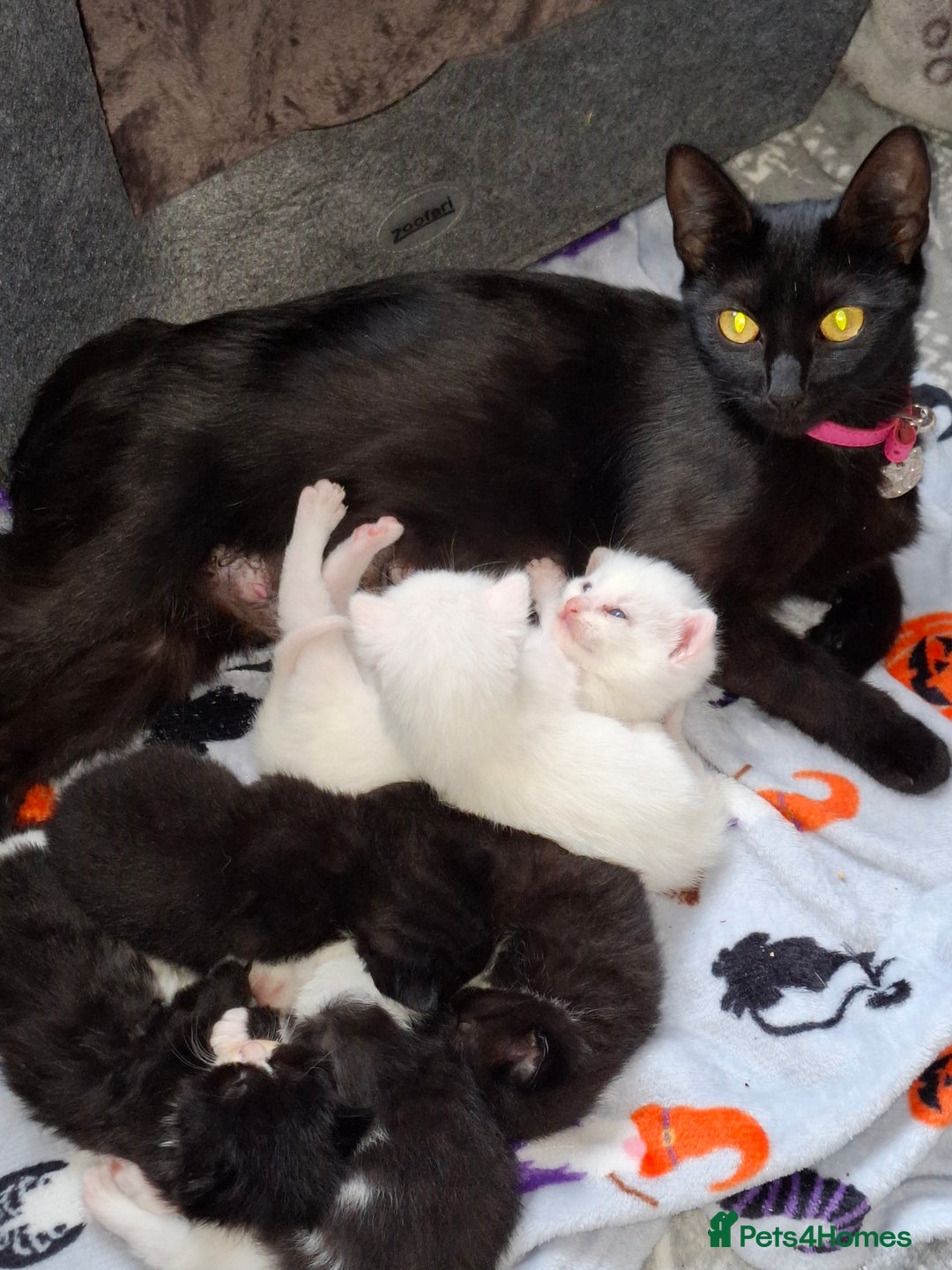 Domestic Shorthair cats for sale: 3 beautiful male kittens - Image 5