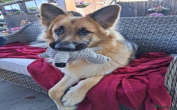 German Shepherd dogs for sale: Ready now! Lovely German shepherd girl puppies gsd - Image 12