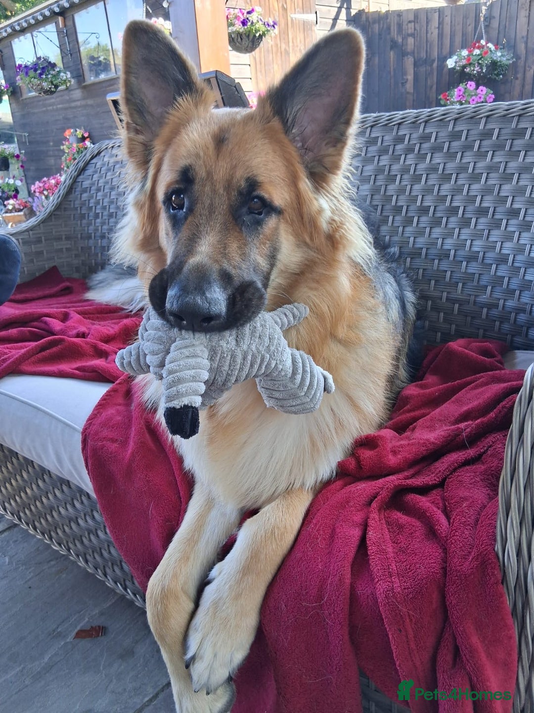German Shepherd dogs for sale: Ready now! Lovely German shepherd girl puppies gsd - Image 12