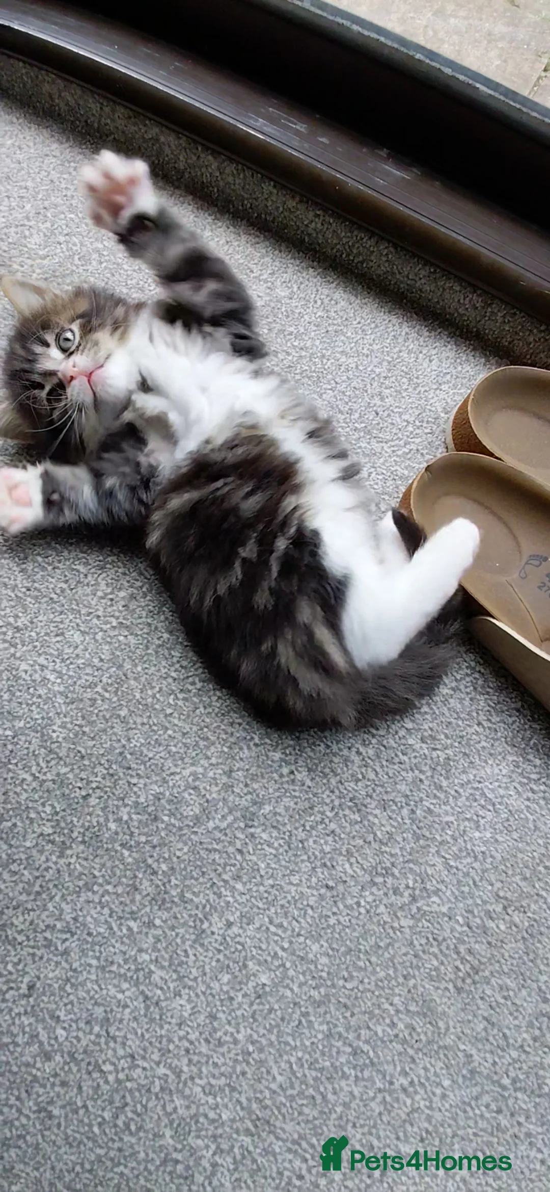 Siberian cats for sale: Lovely fluffy Kittens looking for new homes!  - Advert 7