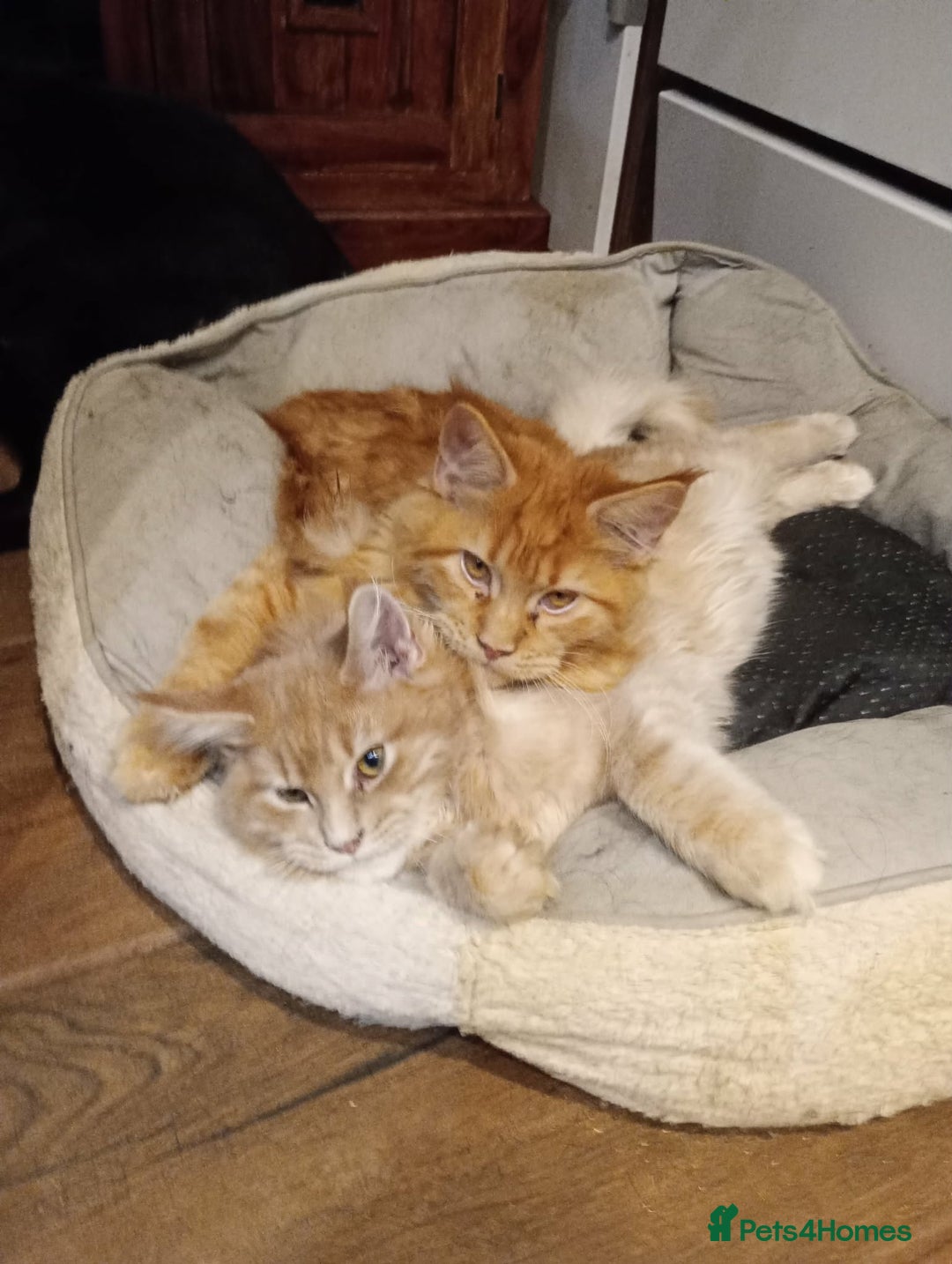 Maine Coon cats for sale: Maine coon pedigree xl - Advert 2