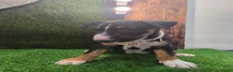 English Bull Terrier dogs for sale: 3 Beautiful English Bull Terrier Puppies  - Advert 13