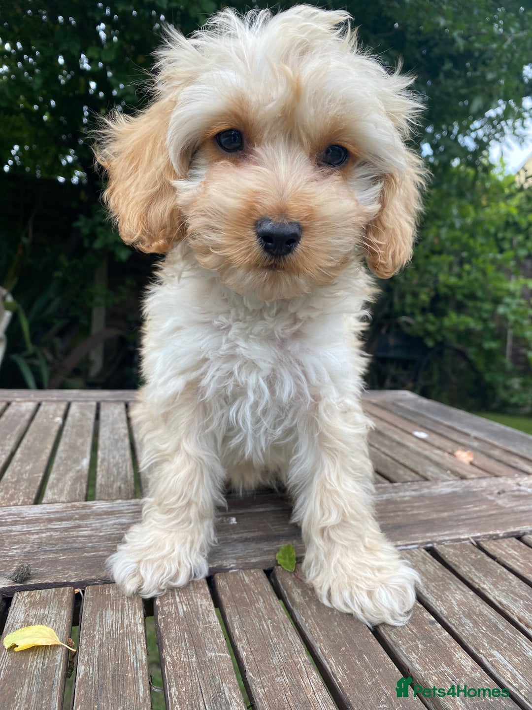 Cockapoo dogs for sale: F1 Teddy bear Cockapoo girl.SOLD. - Image 3