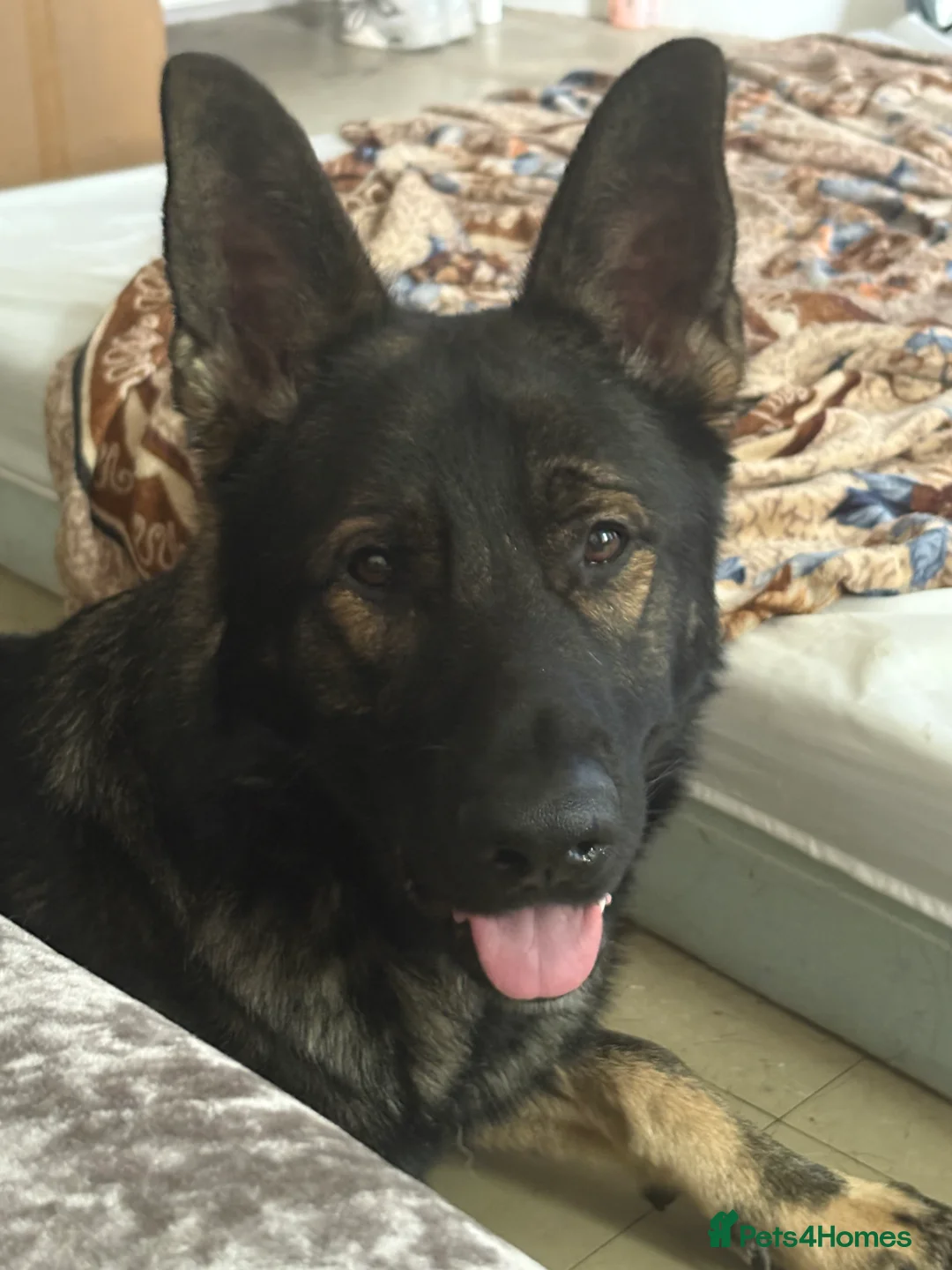 German Shepherd dogs for sale: German shepherd male - Advert 3
