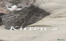 Bengal cats for sale: Stunning 3 quarter Bengals from Champion lines - Image 3