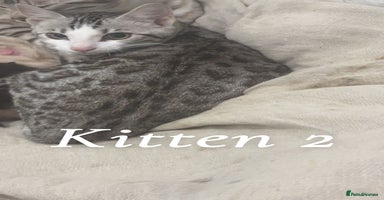 Bengal cats - Advert 10