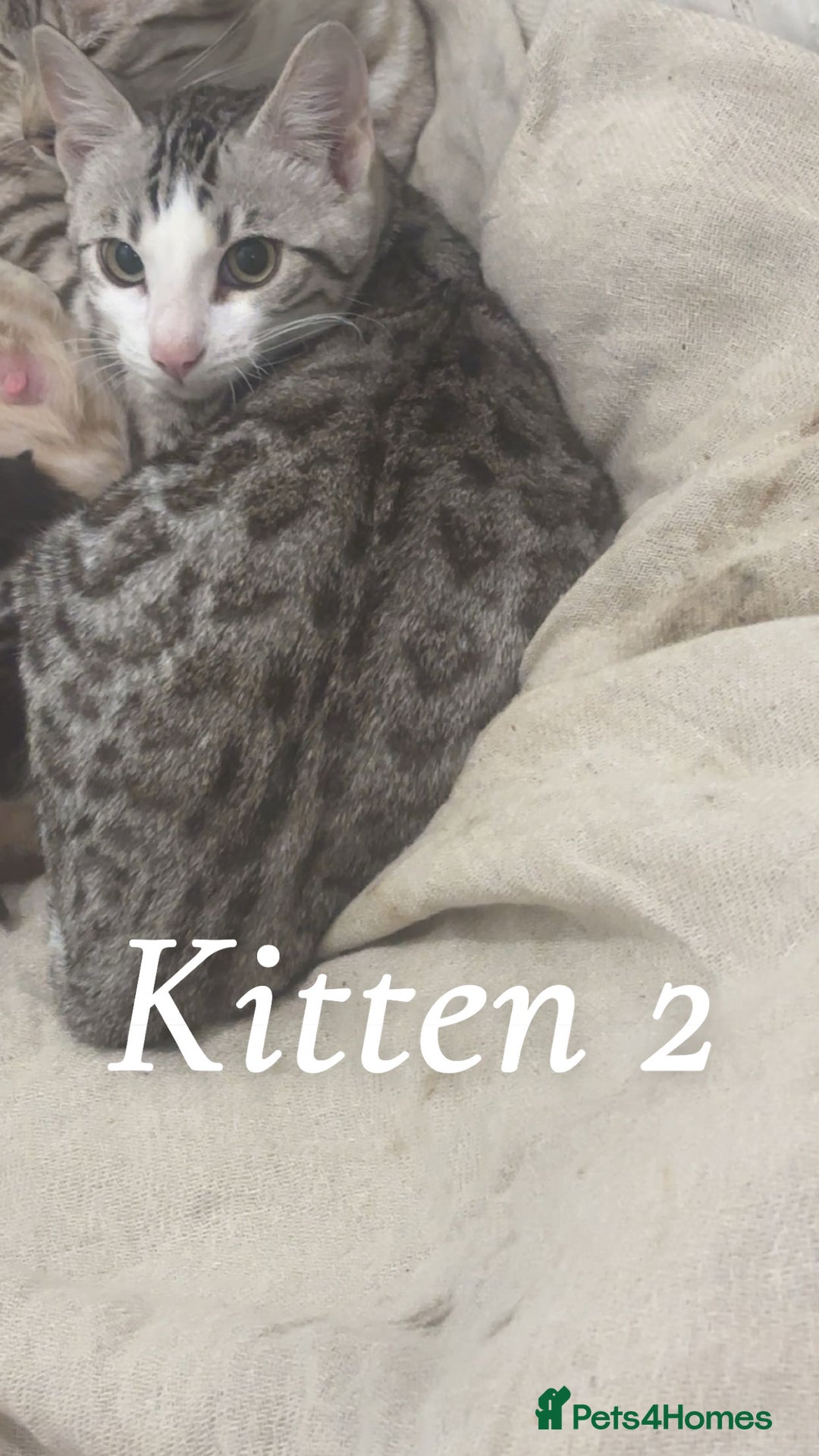 Bengal cats for sale: Stunning 3 quarter Bengals from Champion lines - Image 3