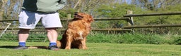 Golden Retriever dogs for stud: Dark Golden Retriever stud dog in Newark - Advert 12