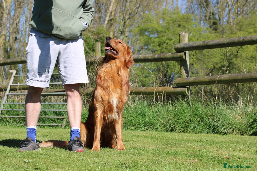 Golden Retriever dogs for stud: Dark Golden Retriever stud dog in Newark - Advert 12
