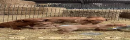Labrador Retriever dogs for sale: Red fox Labrador puppies  - Advert 4