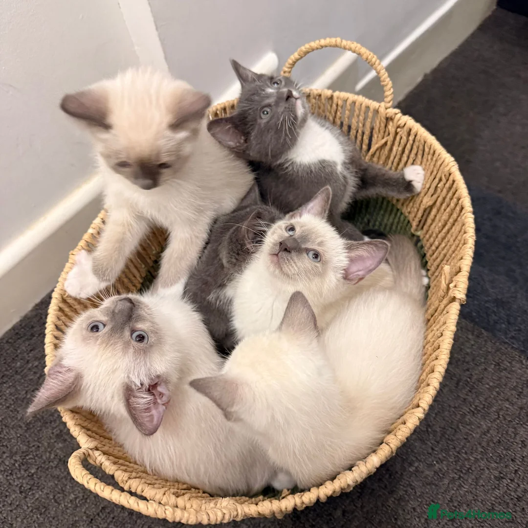 Ragdoll cats for sale: Adorable Ragdoll kittens ( mixt) for sale - Advert 1