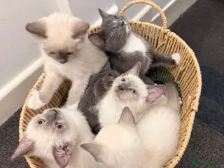 Ragdoll cats Adorable Ragdoll kittens ( mixt) for sale - Advert 6