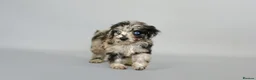 Cavapoo dogs for sale: Cavapoo puppies for sale  - Advert 3