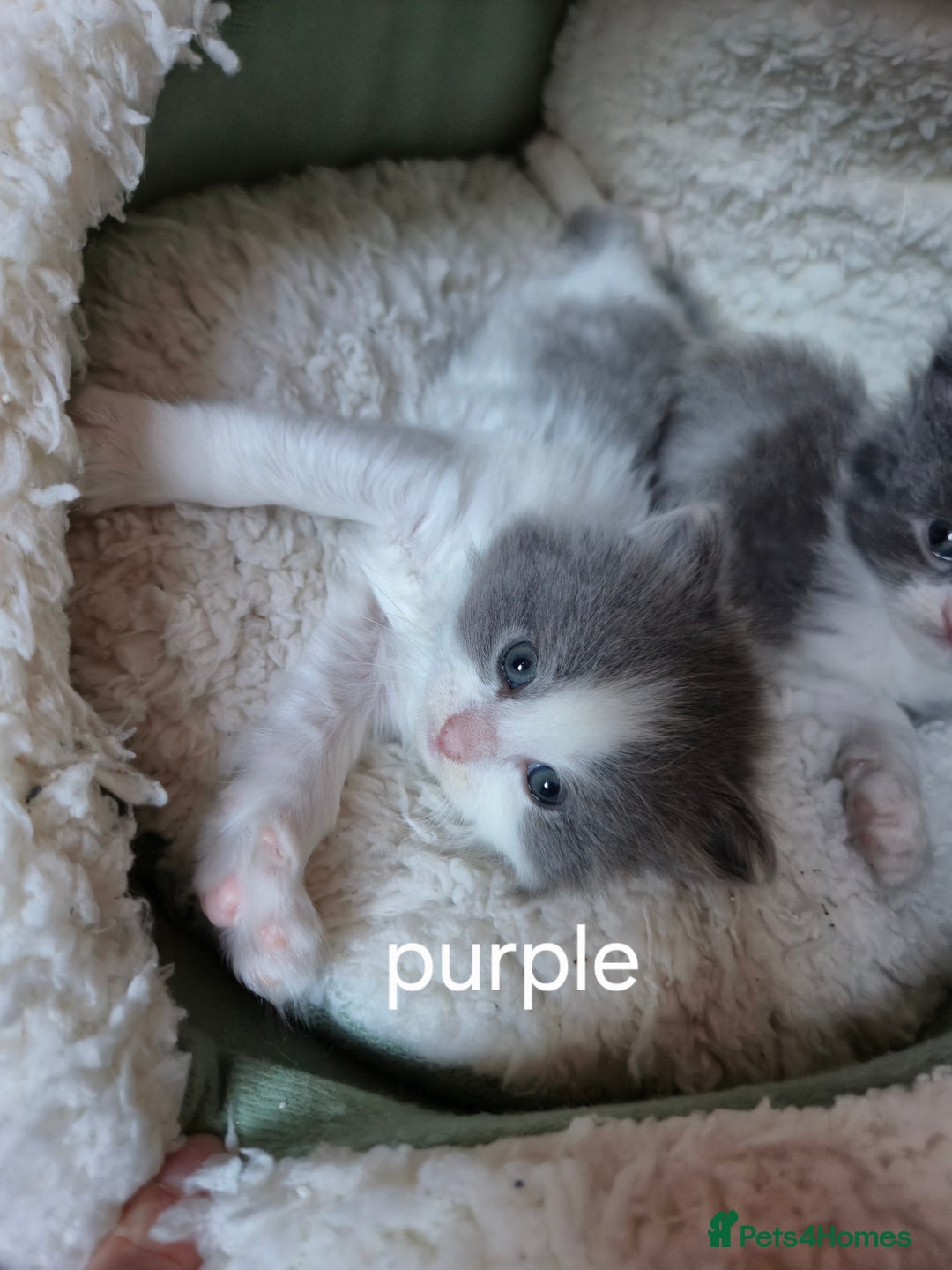 Mixed Breed cats for sale: Ragdoll x - Advert 3