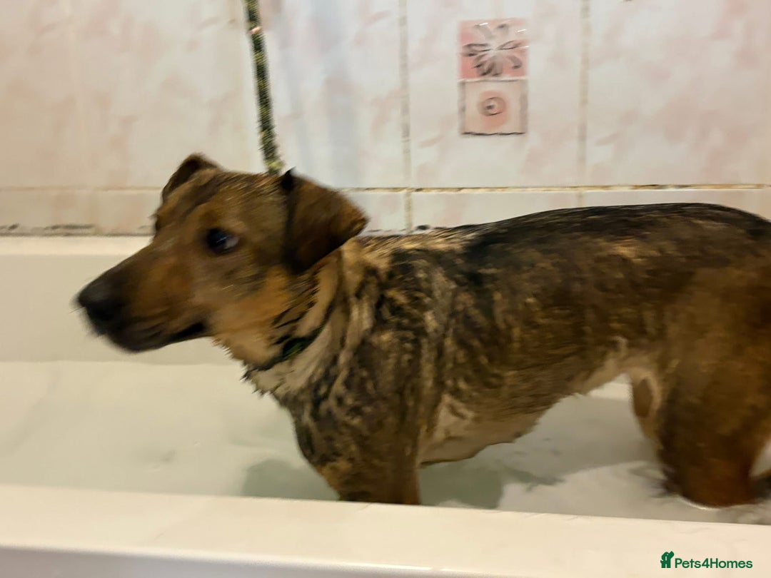 Mixed Breed dogs for adoption: Flora - Norwich Norfolk  - Advert 9