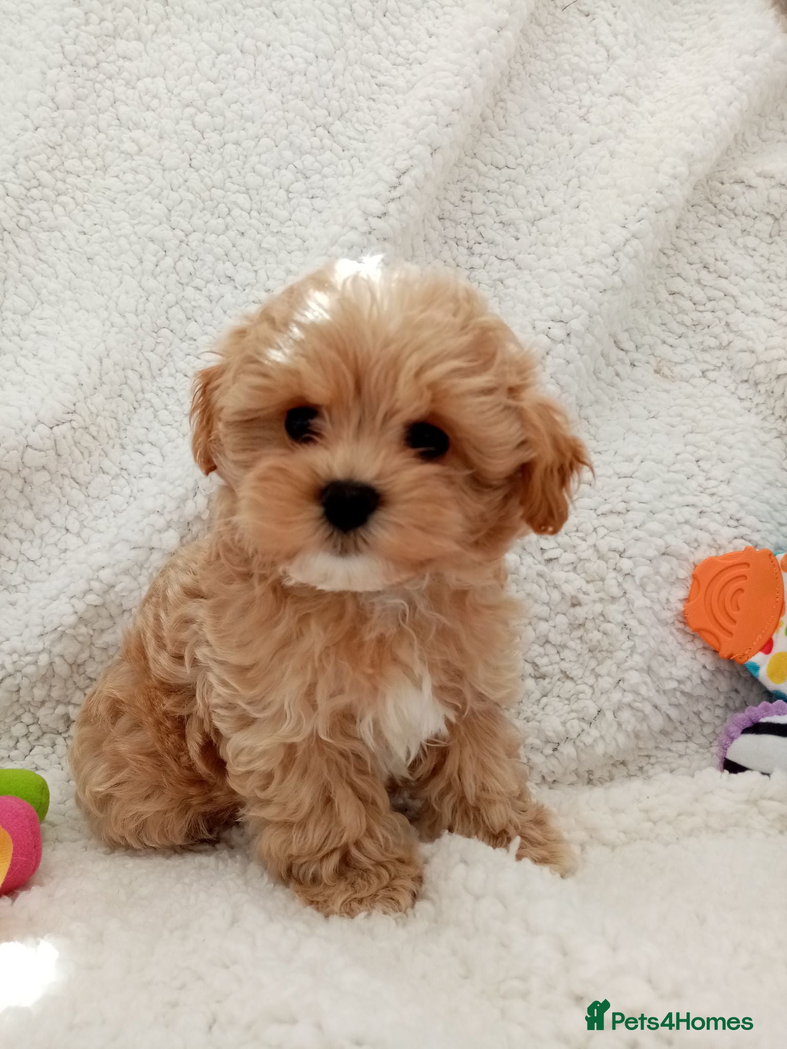Maltipoo dogs Golden Maltipoo puppy's  - Advert 2