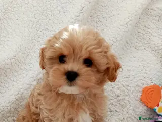 Maltipoo dogs Golden Maltipoo puppy's - Advert 2