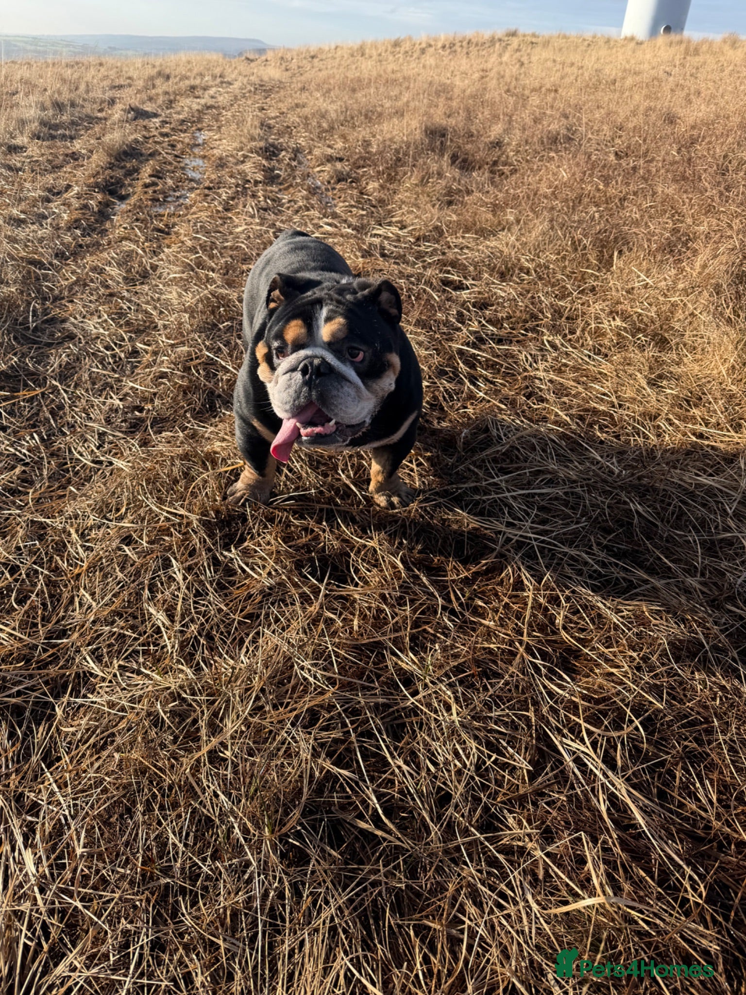 English Bulldog dogs Borris  - Advert 1