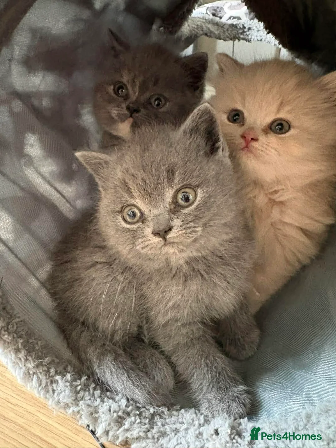 British Shorthair cats for sale: British Shorts  - Advert 2