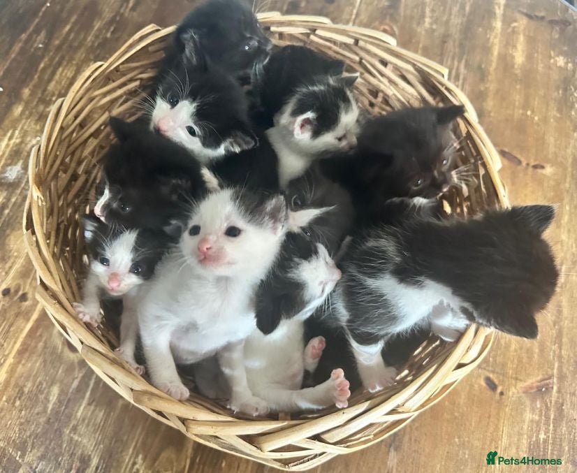 Mixed Breed cats Ivy's 12 little kittens are ready for a new home! - Advert 3