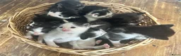 Mixed Breed cats for sale: Ivy's 12 little kittens are ready for a new home! - Advert 1