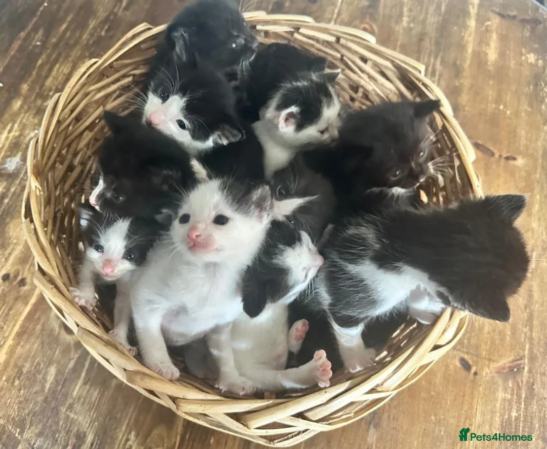 Mixed Breed cats for sale: Ivy's 12 little kittens are ready for a new home! - Advert 1