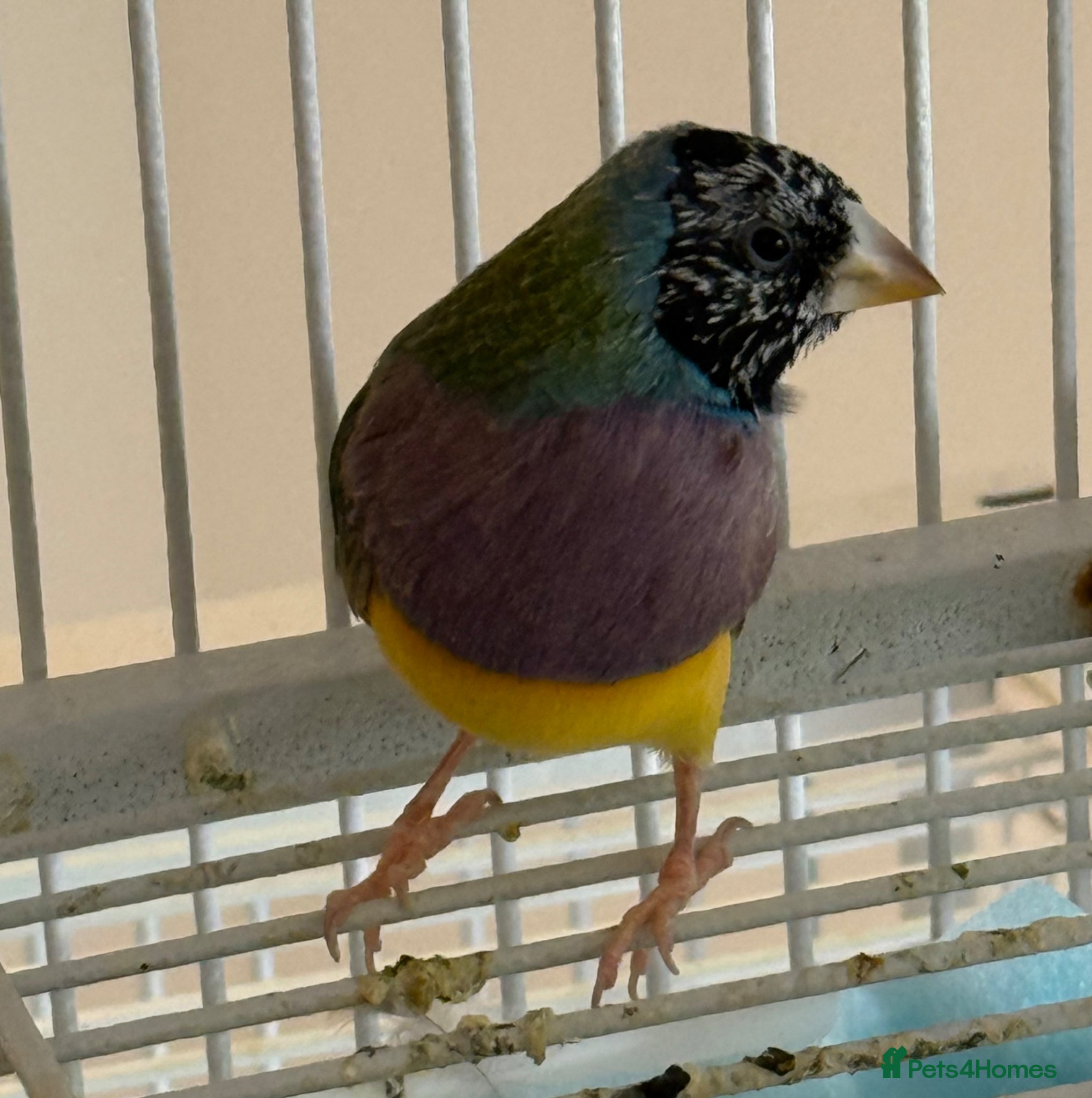 Finches birds for sale: 🐦 TOP QUALITY YOUNG MALE BLACKHEAD GOULDIANS — - Advert 3