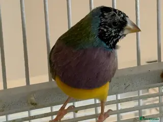 Finches birds for sale: 🐦 TOP QUALITY YOUNG MALE BLACKHEAD GOULDIANS — - Advert 3