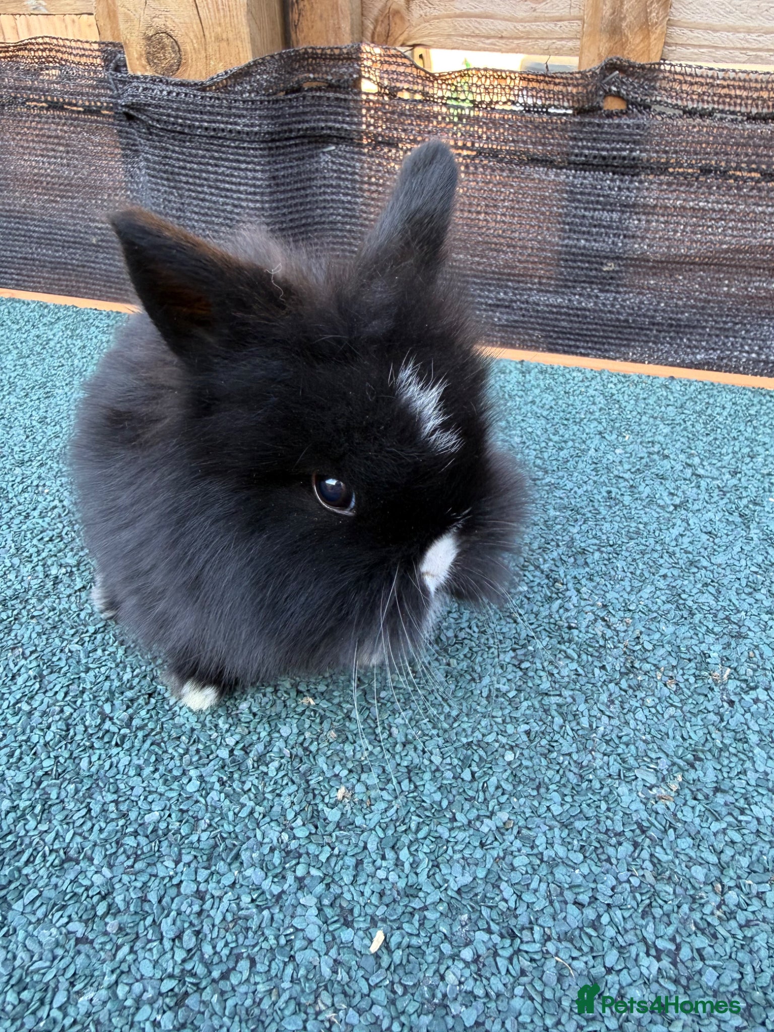 Mixed Breed rabbits 3 mixed  lion head ready now  - Advert 2