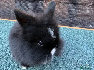 Mixed Breed rabbits 3 mixed lion head ready now - Advert 2