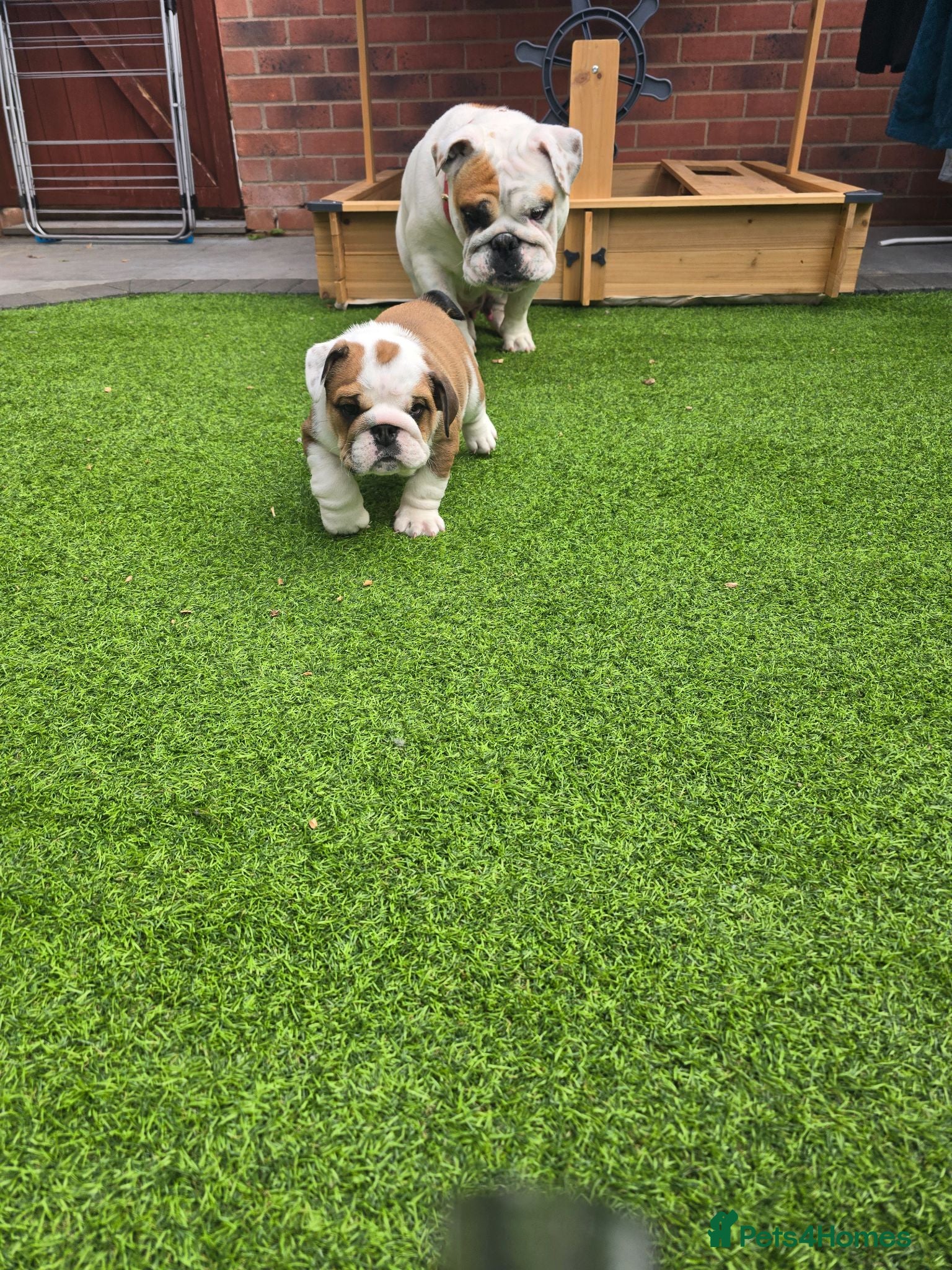 English Bulldog dogs 🐾 Beautiful KC Reg English Bulldog Puppies 🐶 - Advert 4