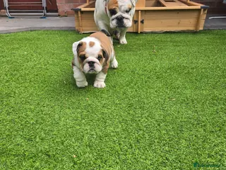 English Bulldog dogs 🐾 Beautiful KC Reg English Bulldog Puppies 🐶 - Advert 4