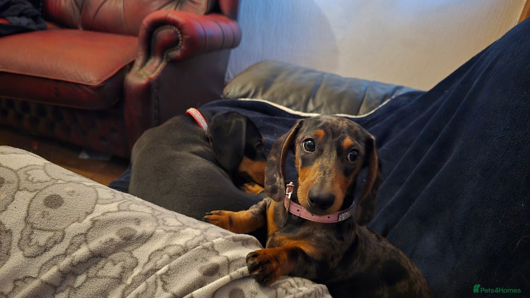 Dachshund dogs for sale: Mini miniature  dashound - Image 3