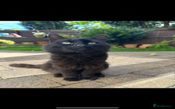 British Longhair cats for sale: A friendly cat with a big heart - Image 1