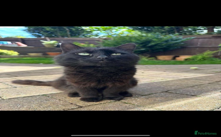 British Longhair cats - Advert 1