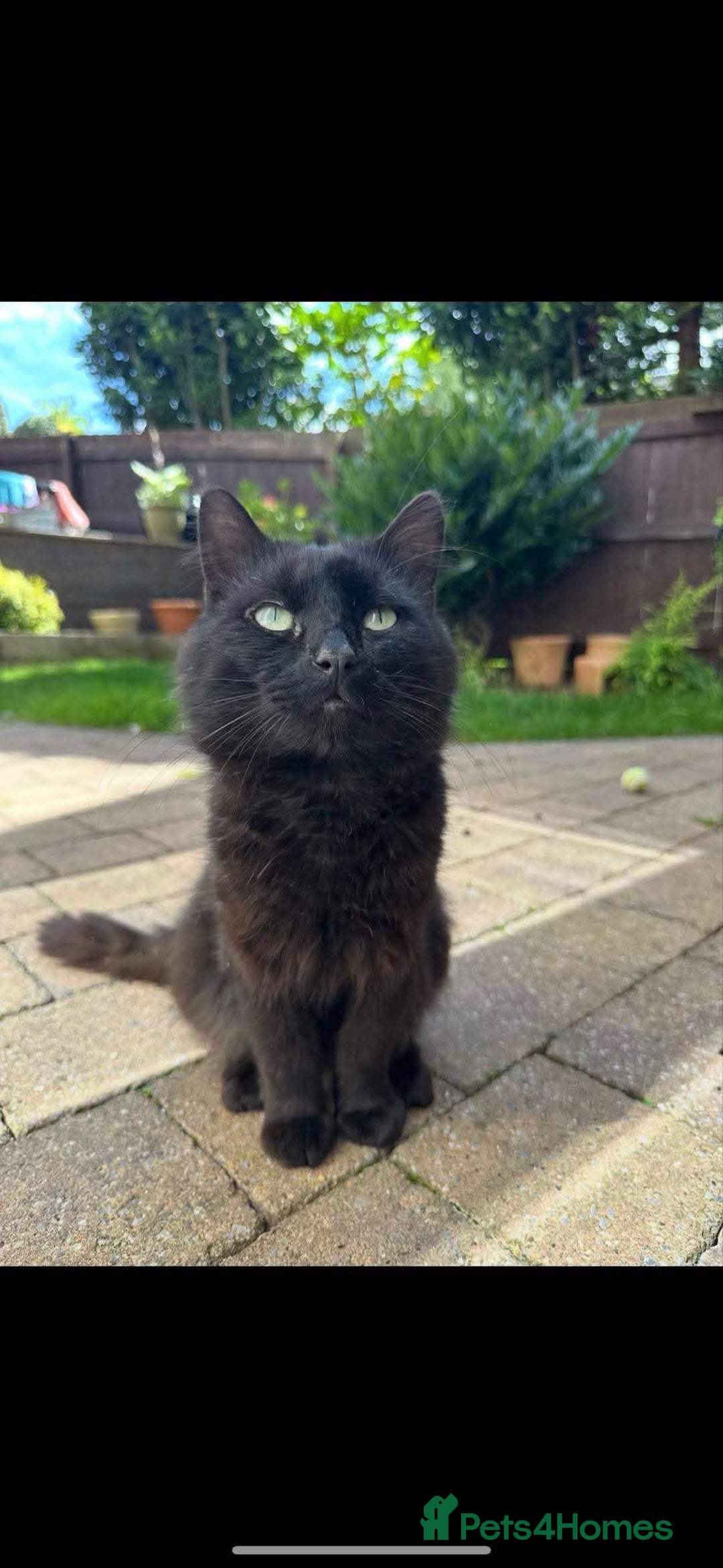 British Longhair cats for sale: A friendly cat with a big heart - Image 1