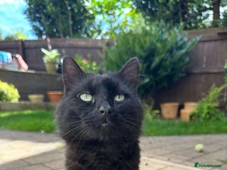 British Longhair cats - Advert 15