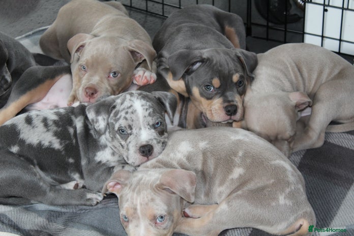 American Bully dogs in Aberdare - Advert 2