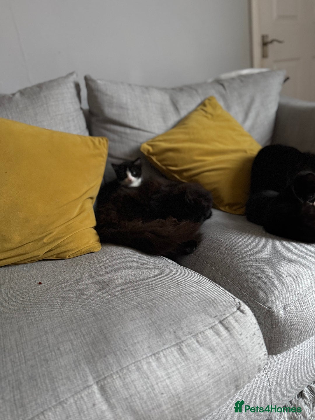 Mixed Breed cats for sale: 3 gorgeous kittens - Advert 5