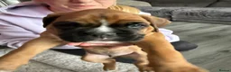 Boxer dogs for sale: Gorgeous classic boxers  in Newcastle - Advert 2
