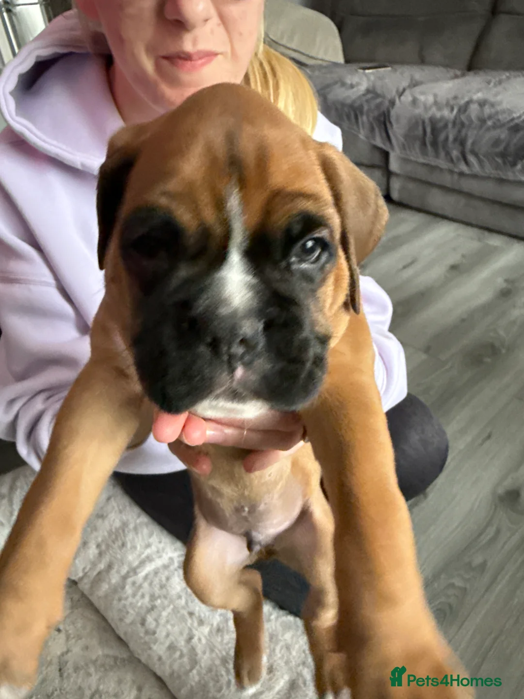 Boxer dogs for sale: Gorgeous classic boxers  in Newcastle - Advert 2