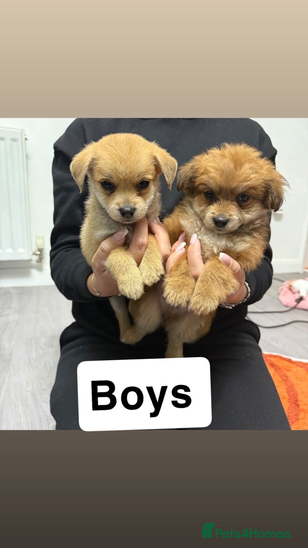 Mixed Breed dogs 4 LEFT Norfolk terrier x Pomeranians READY NOW  - Advert 1